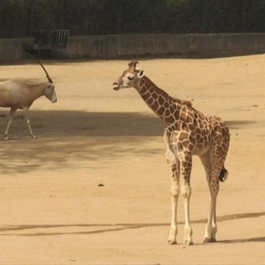 VIDEO: Baby giraffe born at zoo in Mexico City