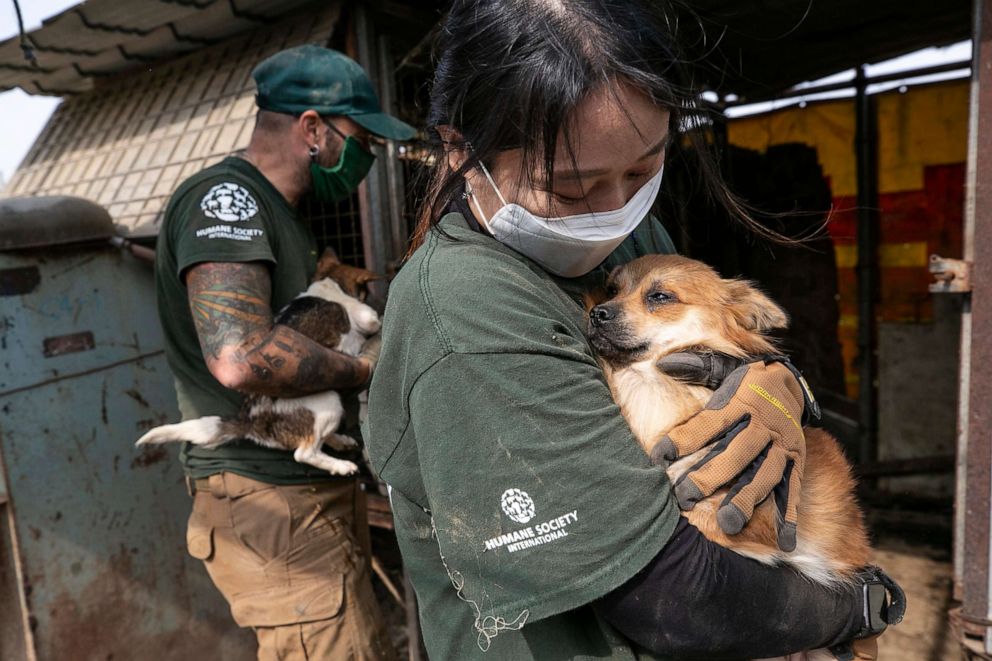 PHOTO: The HSI Animal Rescue Team rescues Baker at a dog meat farm in Haemi, South Korea, on Thursday, October 22, 2020. 