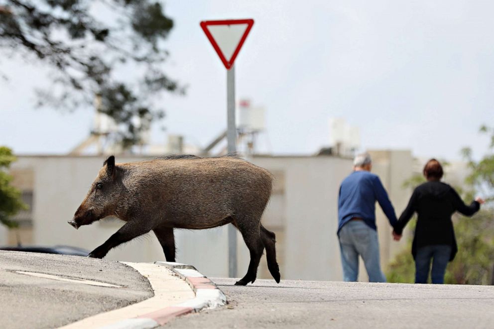 PHOTO: A wild boar roams a street of the Carmel neighborhood, in the northern city of Haifa, Israel, April 11, 2020.