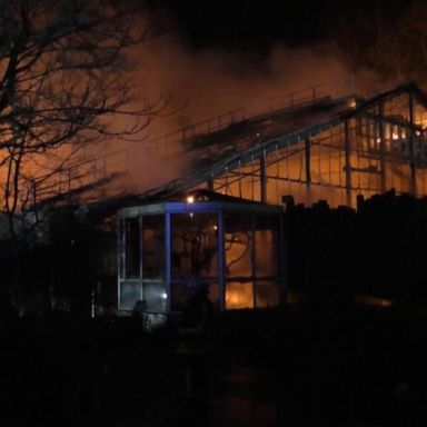 VIDEO: More than 30 animals killed in fire at German zoo 