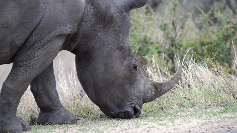 Video Poachers use tourists' safari pictures to track endangered animals -  ABC News