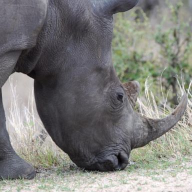 VIDEO: Poachers use tourists’ safari pictures to track endangered animals