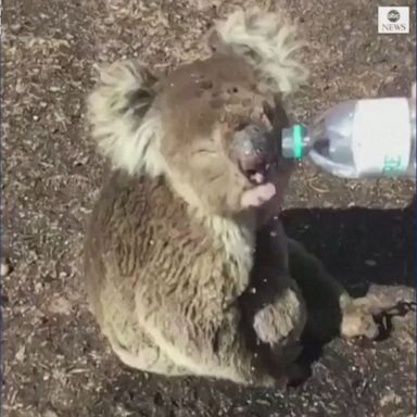 Koala sips water from emergency workers