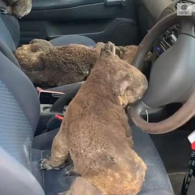 VIDEO: Family rescues koalas from Kangaroo Island, Australia