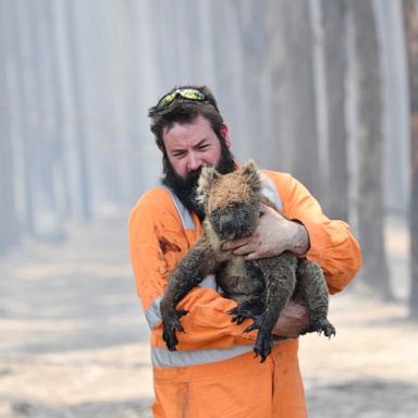 VIDEO: Fires in Australia, penguins in China, floating Santas: World in Photos, Jan. 7