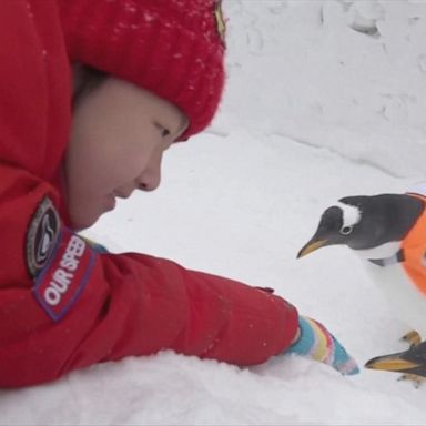 The Gentoo penguins originated from the South Pole. 