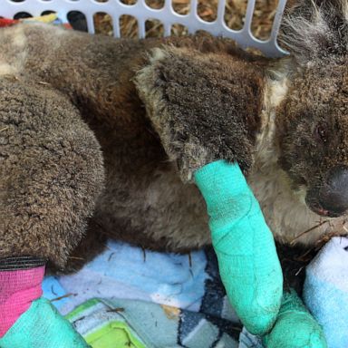 VIDEO: Injured koala, surfing and Chinese New Year Festival : World in Photos, Jan. 8