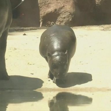 VIDEO: Baby pygmy hippo delights zoogoers in Chile