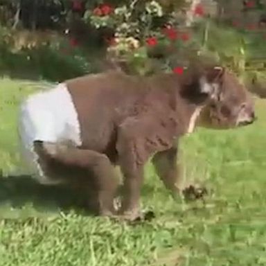 VIDEO: Diaper-wearing koala recovers from burns at sanctuary