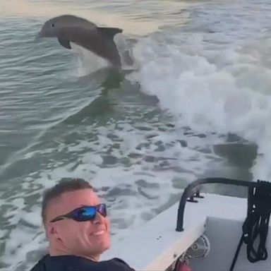 VIDEO: Firefighters joined by dolphins on boat safety check