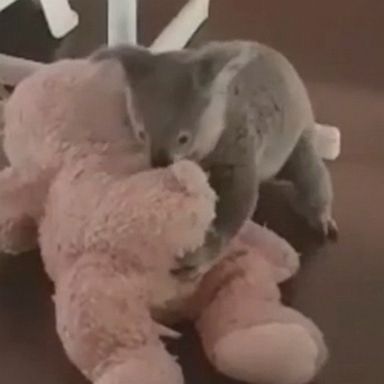 Koala enjoys playtime