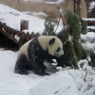 VIDEO: Panda plays in powder