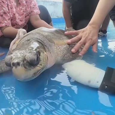 PHOTO: Although the prostheses won't help Goody enough to return to the sea, veterinarians hope it will improve her quality of life.