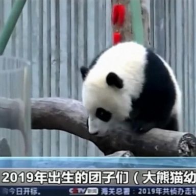 VIDEO: China presents 20 panda cubs for the new year