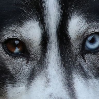 VIDEO: Sled Dog Rally, Year of the Rat, the World Economic Forum: World in Photos, Jan. 21