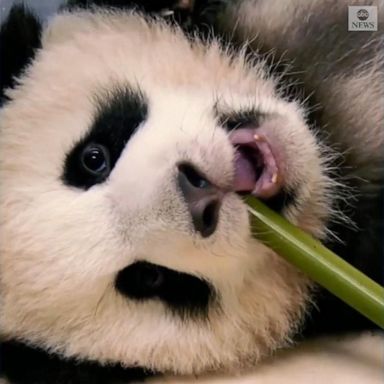 VIDEO: Pair of panda cubs make public debut at Zoo Berlin