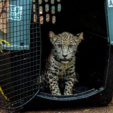 VIDEO: Jaguar cubs rescued, chess stress, COVID-19 outreach: World in Photos, Jan. 28