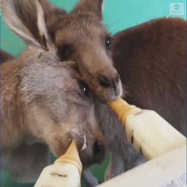 Hungry kangaroos line up for feeding