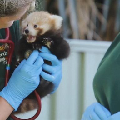 VIDEO: Red panda cubs receive checkup at Perth Zoo