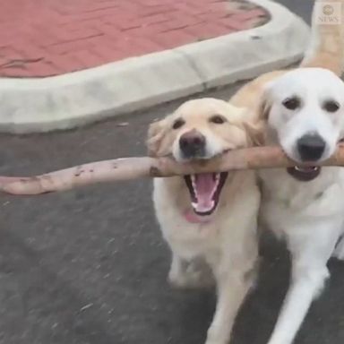 ‘Stick together’ dogs team up to snag big twig