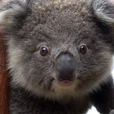 VIDEO: Koalas released back into wild after being rescued from fires