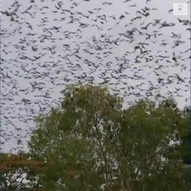 Fruit bats take over town