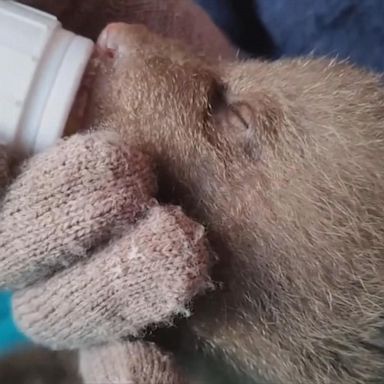 VIDEO: Orphaned bear cubs recover in Russian rescue center