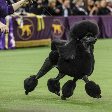 VIDEO: Dog show winner, NH primary, surfing gigantic waves: World in Photos, Feb. 12