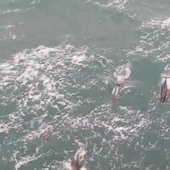 Dolphin and surfer sharing a wave at Byron Bay today #dolphin