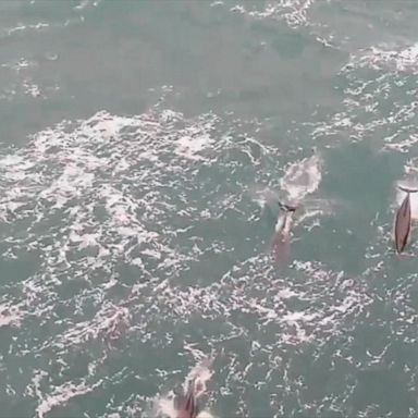 VIDEO: School of dolphins swim alongside Royal Navy ship