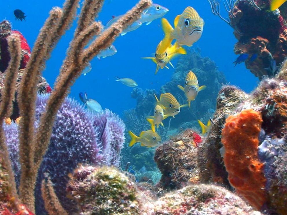 Scientists highlight impact of sunscreen on coral reefs