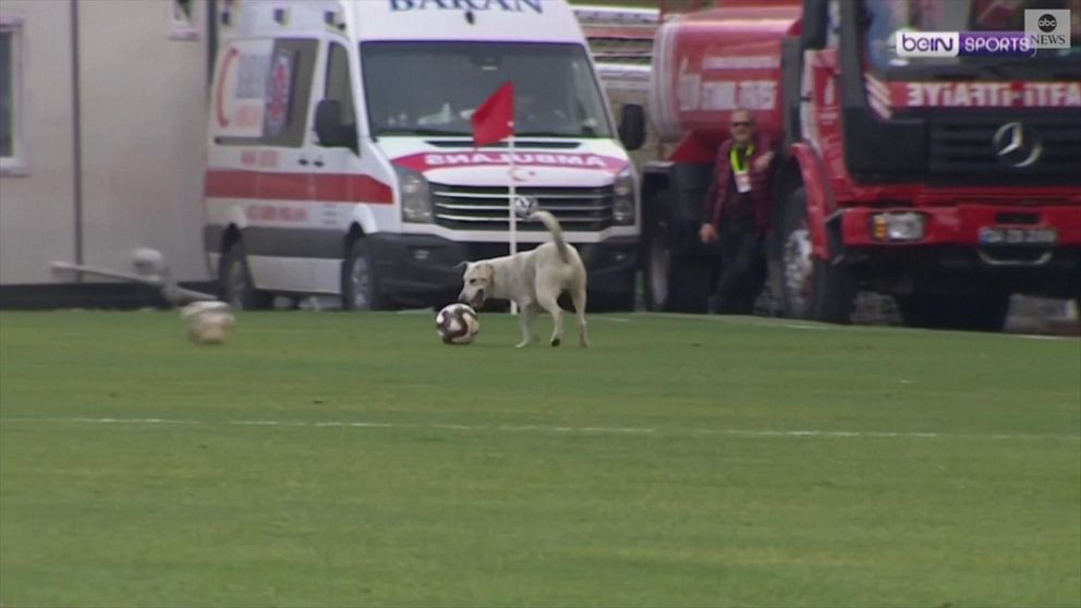 Dog joins professional football match ⚽️, puppy, dog, association football  pitch