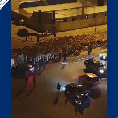 Thousands of camels evacuated from Tripoli