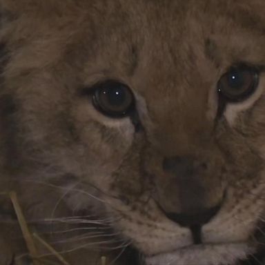 A female lion cub named Leila born two months ago in a zoo in eastern Ukraine has not yet made her debut to visitors.