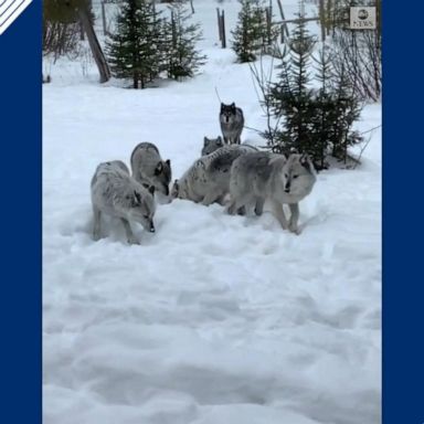 VIDEO: Wolf pack wanders close to family cabin