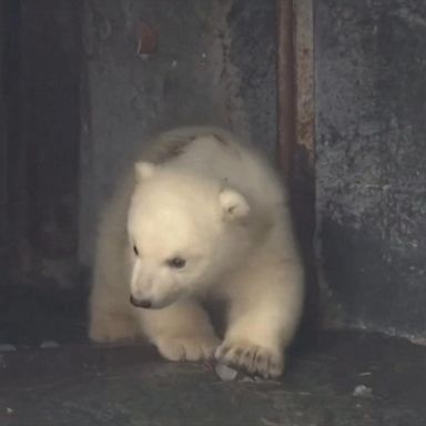 VIDEO: Polar bear cub takes first steps outdoors