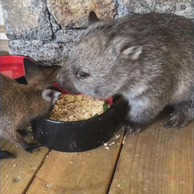 A wombat and a wallaby eat together as they are nursed back to health after a vehicle accident.