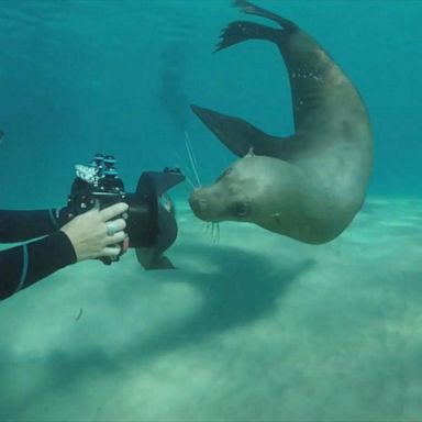 VIDEO: Playful seal transfixed by own reflection in diver's camera