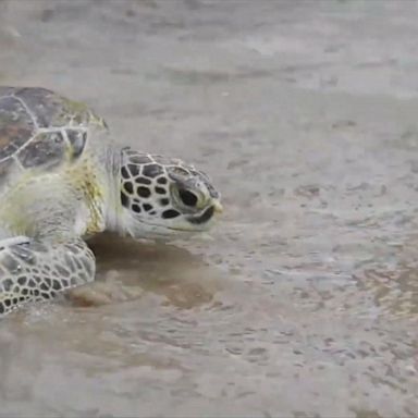 A turtle that had a stomach full of plastics when it was found returned to the sea in San Clemente del Tuyu, Argentina, after its treatment at a rescue center.