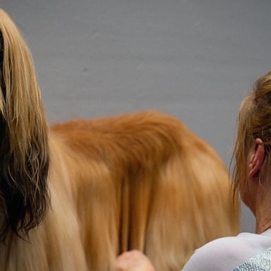 VIDEO: Crufts Dog Show, coronavirus and International Women's Day: World in Photos, March 9 