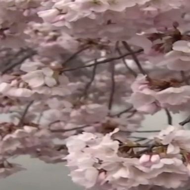 Residents enjoy cherry blossom trees in Beijing