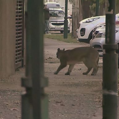 Cougar takes a stroll through Santiago