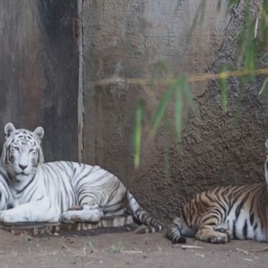 Life continues inside Guatemala zoo closed due to coronavirus