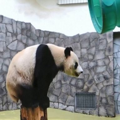 Giant Panda attempts to climb