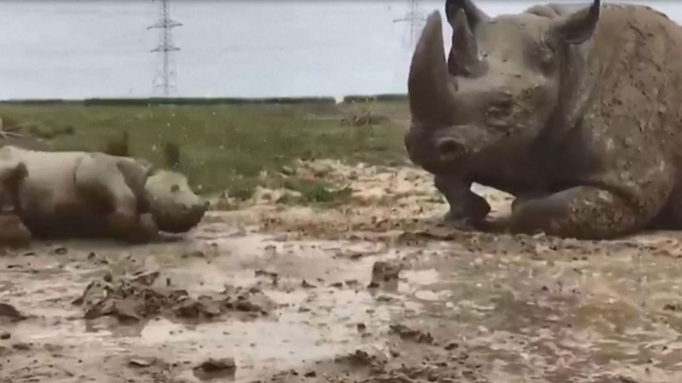 Video Newborn rhino rolls around in mud bath - ABC News