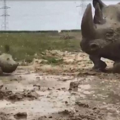 VIDEO: Newborn rhino rolls around in mud bath