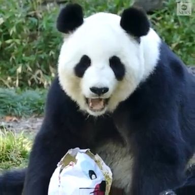 The Adelaide Zoo had been closed to the public since the end of March due to the COVID-19 outbreak. 