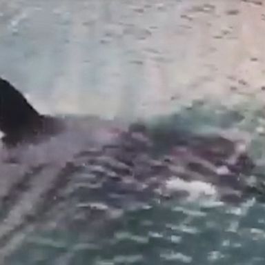 Killer whale spotted in New Zealand