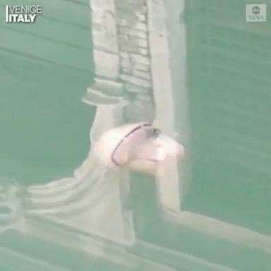 The decreased boat traffic in the canals of Venice, Italy, has made the water more transparent and easier to observe marine life. 