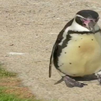 Rosie the Humboldt penguin celebrates her 30th birthday